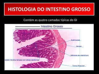 HISTOLOGIA DO INTESTINO GROSSO 
Contém as quatro camadas típicas do GI 
 