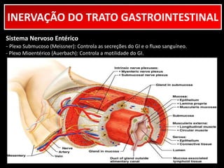 INERVAÇÃO DO TRATO GASTROINTESTINAL 
Sistema Nervoso Entérico 
- Plexo Submucoso (Meissner): Controla as secreções do GI e o fluxo sanguíneo. 
- Plexo Mioentérico (Auerbach): Controla a motilidade do GI. 
 