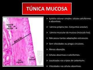 TÚNICA MUCOSA 
 Epitélio colunar simples: células caliciformes 
e absortivas. 
 Lâmina própria (tec. Conjuntivo areolar). 
 Lâmina muscular da mucosa (músculo liso). 
 Não possui tantas adaptações estruturais. 
 Sem vilosidades ou pregas circulares. 
 Menos absorção. 
 Células absortivas e caliciformes. 
 Localizadas nas criptas de Lieberkuhn. 
 Vilosidades nas células absortivas. 
 