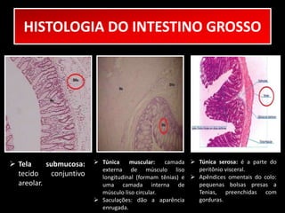 HISTOLOGIA DO INTESTINO GROSSO 
 Tela submucosa: 
tecido conjuntivo 
areolar. 
 Túnica muscular: camada 
externa de músculo liso 
longitudinal (formam tênias) e 
uma camada interna de 
músculo liso circular. 
 Saculações: dão a aparência 
enrugada. 
 Túnica serosa: é a parte do 
peritônio visceral. 
 Apêndices omentais do colo: 
pequenas bolsas presas a 
Tenias, preenchidas com 
gorduras. 
 