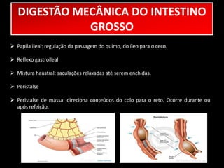 DIGESTÃO MECÂNICA DO INTESTINO 
GROSSO 
 Papila ileal: regulação da passagem do quimo, do íleo para o ceco. 
 Reflexo gastroileal 
 Mistura haustral: saculações relaxadas até serem enchidas. 
 Peristalse 
 Peristalse de massa: direciona conteúdos do colo para o reto. Ocorre durante ou 
após refeição. 
 