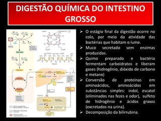 DIGESTÃO QUÍMICA DO INTESTINO 
GROSSO 
 O estágio final da digestão ocorre no 
colo, por meio da atividade das 
bactérias que habitam o lume. 
 Muco secretado sem enzimas 
produzidas. 
 Quimo preparado e bactéria 
fermentam carboidratos e liberam 
gases (hidrogênio, dióxido de carbono 
e metano) 
 Conversão de proteínas em 
aminoácidos, aminoácidos em 
substâncias simples: indol, escatol 
(eliminados nas fezes e odor), sulfeto 
de hidrogênio e ácidos graxos 
(excretados na urina). 
 Decomposição da bilirrubina. 
 