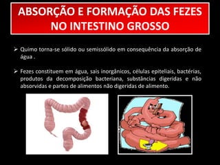 ABSORÇÃO E FORMAÇÃO DAS FEZES 
NO INTESTINO GROSSO 
 Quimo torna-se sólido ou semissólido em consequência da absorção de 
água . 
 Fezes constituem em água, sais inorgânicos, células epiteliais, bactérias, 
produtos da decomposição bacteriana, substâncias digeridas e não 
absorvidas e partes de alimentos não digeridas de alimento. 
 