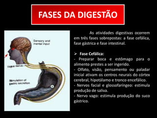FASES DA DIGESTÃO 
As atividades digestivas ocorrem 
em três fases sobrepostas: a fase cefálica, 
fase gástrica e fase intestinal. 
 Fase Cefálica: 
- Preparar boca e estômago para o 
alimento prestes a ser ingerido. 
- Olfato, visão, pensamento ou paladar 
inicial ativam os centros neurais do córtex 
cerebral, hipotálamo e tronco encefálico. 
- Nervos facial e glossofaríngeo: estimula 
produção de saliva. 
- Nervo vago: estimula produção do suco 
gástrico. 
 
