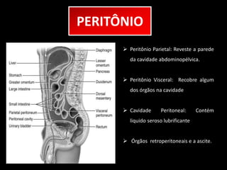 PERITÔNIO 
 Peritônio Parietal: Reveste a parede 
da cavidade abdominopélvica. 
 Peritônio Visceral: Recobre algum 
dos órgãos na cavidade 
 Cavidade Peritoneal: Contém 
liquido seroso lubrificante 
 Órgãos retroperitoneais e a ascite. 
 