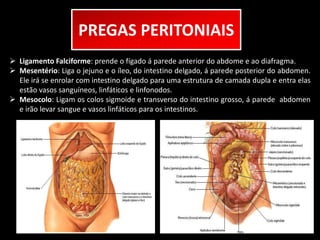 PREGAS PERITONIAIS 
 Ligamento Falciforme: prende o fígado á parede anterior do abdome e ao diafragma. 
 Mesentério: Liga o jejuno e o íleo, do intestino delgado, á parede posterior do abdomen. 
Ele irá se enrolar com intestino delgado para uma estrutura de camada dupla e entra elas 
estão vasos sanguíneos, linfáticos e linfonodos. 
 Mesocolo: Ligam os colos sigmoide e transverso do intestino grosso, á parede abdomen 
e irão levar sangue e vasos linfáticos para os intestinos. 
 