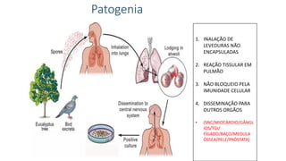 Patogenia
1. INALAÇÃO DE
LEVEDURAS NÃO
ENCAPSULADAS
2. REAÇÃO TISSULAR EM
PULMÃO
3. NÃO BLOQUEIO PELA
IMUNIDADE CELULAR
4. DISSEMINAÇÃO PARA
OUTROS ORGÃOS
• (SNC/MIOCÁRDIO/GÂNGL
IOS/TGI/
FÍGADO/BAÇO/MEDULA
ÓSSEA/PELE/PRÓSTATA)
 