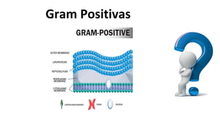 Gram Positivas
 