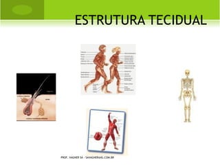 E STRUTURA T ECIDUAL




PROF. VAGNER SÁ - SAVAGNER@IG.COM.BR
 