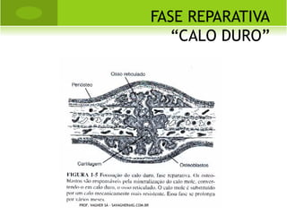 C IRURGIA C ORRETIVA




PROF. VAGNER SÁ - SAVAGNER@IG.COM.BR
 