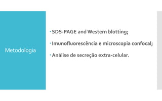 Metodologia
SDS-PAGE and Western blotting;
Imunofluorescência e microscopia confocal;
Análise de secreção extra-celular.
 