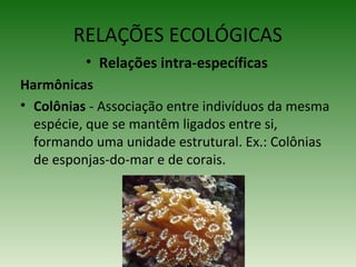 RELAÇÕES ECOLÓGICAS
• Relações intra-específicas
Harmônicas
• Colônias - Associação entre indivíduos da mesma
espécie, que se mantêm ligados entre si,
formando uma unidade estrutural. Ex.: Colônias
de esponjas-do-mar e de corais.

 