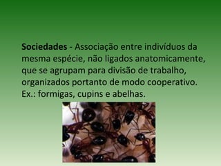 Sociedades - Associação entre indivíduos da
mesma espécie, não ligados anatomicamente,
que se agrupam para divisão de trabalho,
organizados portanto de modo cooperativo.
Ex.: formigas, cupins e abelhas.

 