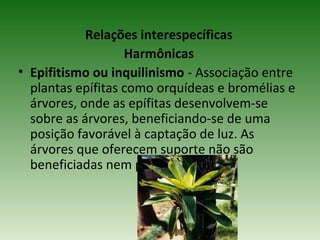 Relações interespecíficas
Harmônicas
• Epifitismo ou inquilinismo - Associação entre
plantas epífitas como orquídeas e bromélias e
árvores, onde as epífitas desenvolvem-se
sobre as árvores, beneficiando-se de uma
posição favorável à captação de luz. As
árvores que oferecem suporte não são
beneficiadas nem prejudicadas.

 