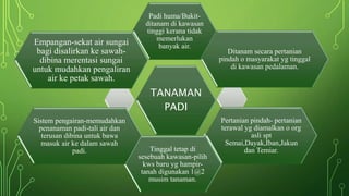 TANAMAN
PADI
Padi huma/Bukit-
ditanam di kawasan
tinggi kerana tidak
memerlukan
banyak air.
Ditanam secara pertanian
pindah o masyarakat yg tinggal
di kawasan pedalaman.
Pertanian pindah- pertanian
terawal yg diamalkan o org
asli spt
Semai,Dayak,Iban,Jakun
dan Temiar.Tinggal tetap di
sesebuah kawasan-pilih
kws baru yg hampir-
tanah digunakan 1@2
musim tanaman.
Sistem pengairan-memudahkan
penanaman padi-tali air dan
terusan dibina untuk bawa
masuk air ke dalam sawah
padi.
Empangan-sekat air sungai
bagi disalirkan ke sawah-
dibina merentasi sungai
untuk mudahkan pengaliran
air ke petak sawah.
 