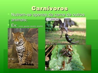 Seres Vivos Necessitam de Alimento | PPT