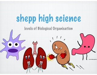 shepp high science 
levels of Biological Organisation 
 