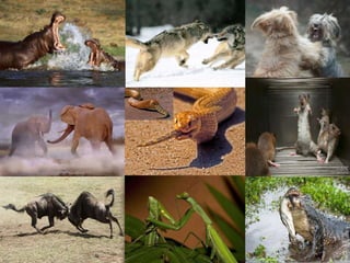 RELAÇÕES ECOLÓGICAS