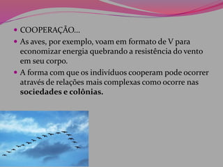  COOPERAÇÃO...
 As aves, por exemplo, voam em formato de V para
economizar energia quebrando a resistência do vento
em seu corpo.
 A forma com que os indivíduos cooperam pode ocorrer
através de relações mais complexas como ocorre nas
sociedades e colônias.
 