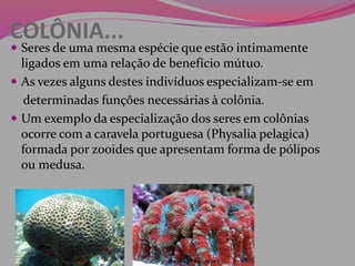 COLÔNIA...
 Seres de uma mesma espécie que estão intimamente
ligados em uma relação de benefício mútuo.
 As vezes alguns destes indivíduos especializam-se em
determinadas funções necessárias à colônia.
 Um exemplo da especialização dos seres em colônias
ocorre com a caravela portuguesa (Physalia pelagica)
formada por zooides que apresentam forma de pólipos
ou medusa.
 