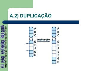 A.2) DUPLICAÇÃO
 