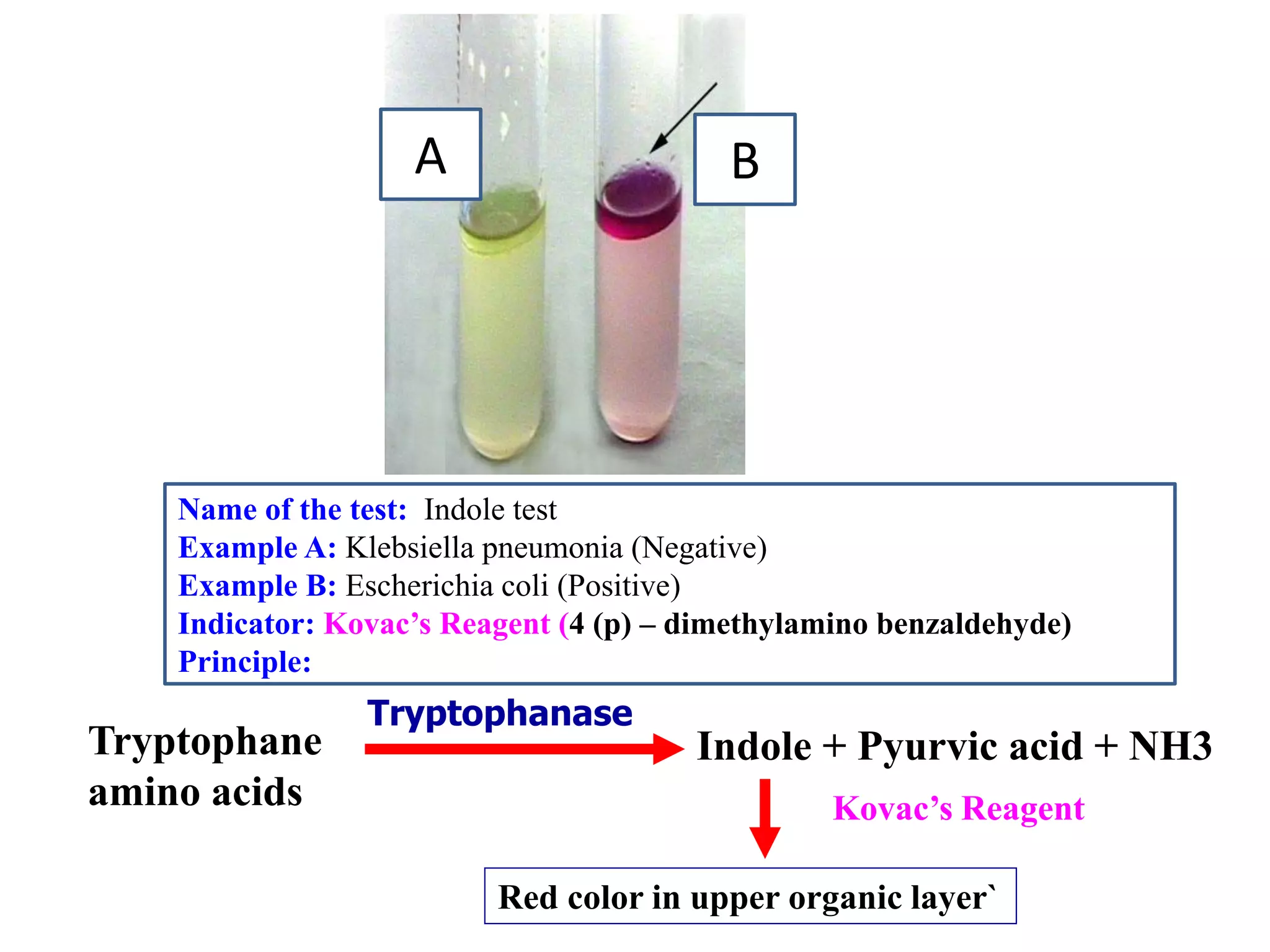 A 
B 
Tryptophane 
amino acids 
Tryptophanase 
Indole + Pyurvic acid + NH3 
Kovac’s Reagent 
Red color in upper organic layer` 
Name of the test: Indole test 
Example A: Klebsiella pneumonia (Negative) 
Example B: Escherichia coli (Positive) 
Indicator: Kovac’s Reagent (4 (p) – dimethylamino benzaldehyde) 
Principle:  