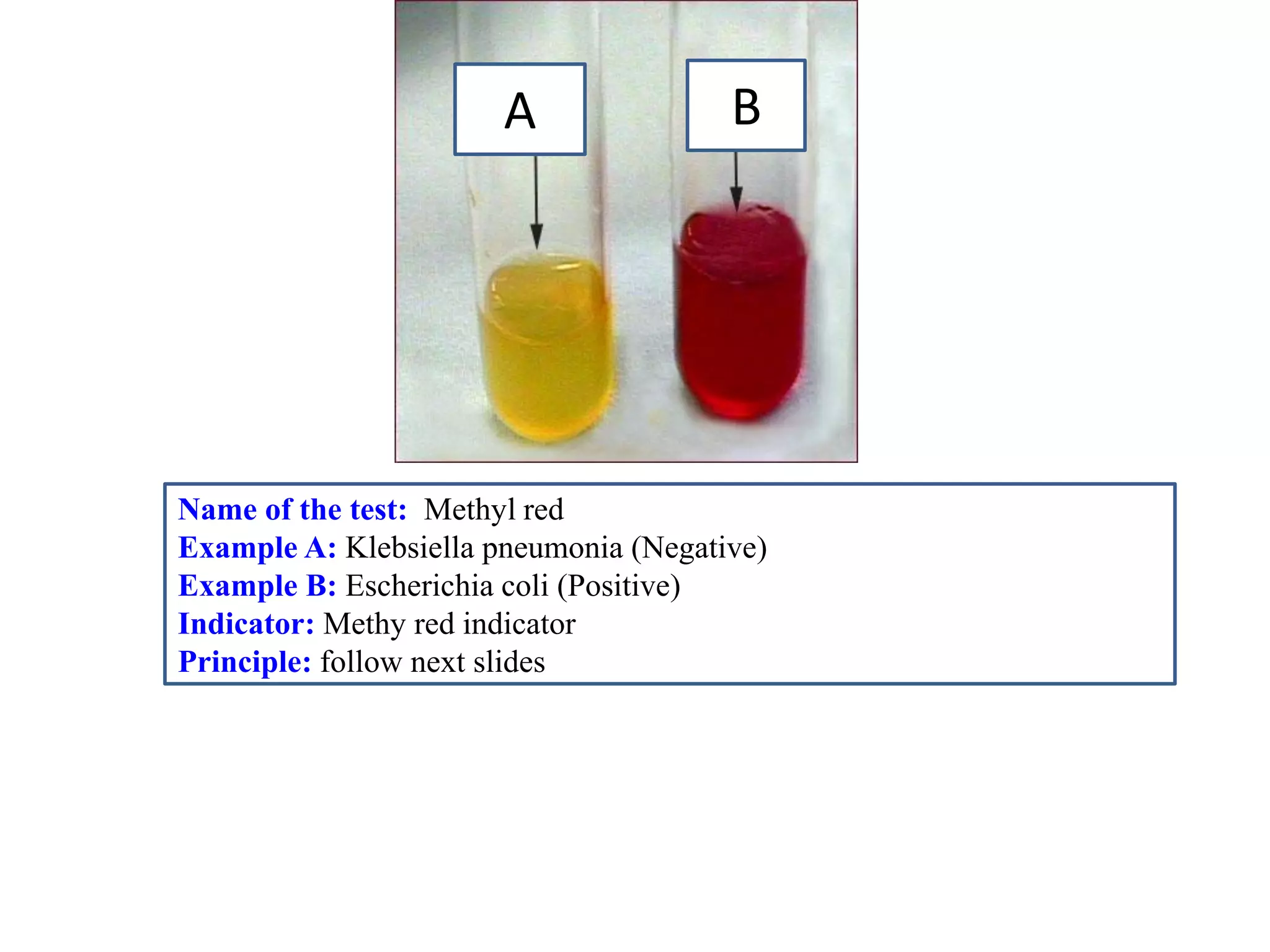 A 
B 
Name of the test: Methyl red 
Example A: Klebsiella pneumonia (Negative) 
Example B: Escherichia coli (Positive) 
Indicator: Methy red indicator 
Principle: follow next slides  