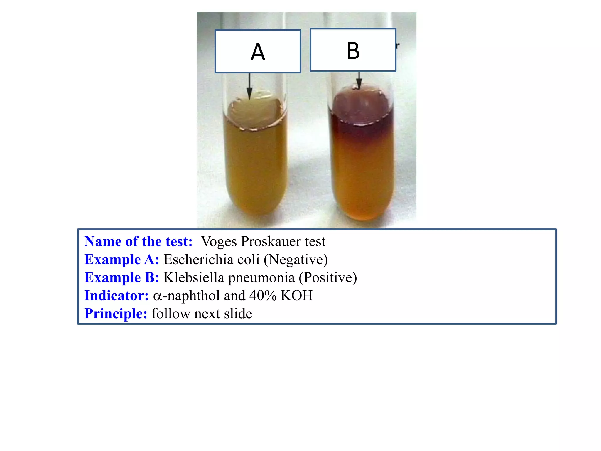 A 
B 
Name of the test: Voges Proskauer test 
Example A: Escherichia coli (Negative) 
Example B: Klebsiella pneumonia (Positive) 
Indicator: -naphthol and 40% KOH 
Principle: follow next slide  