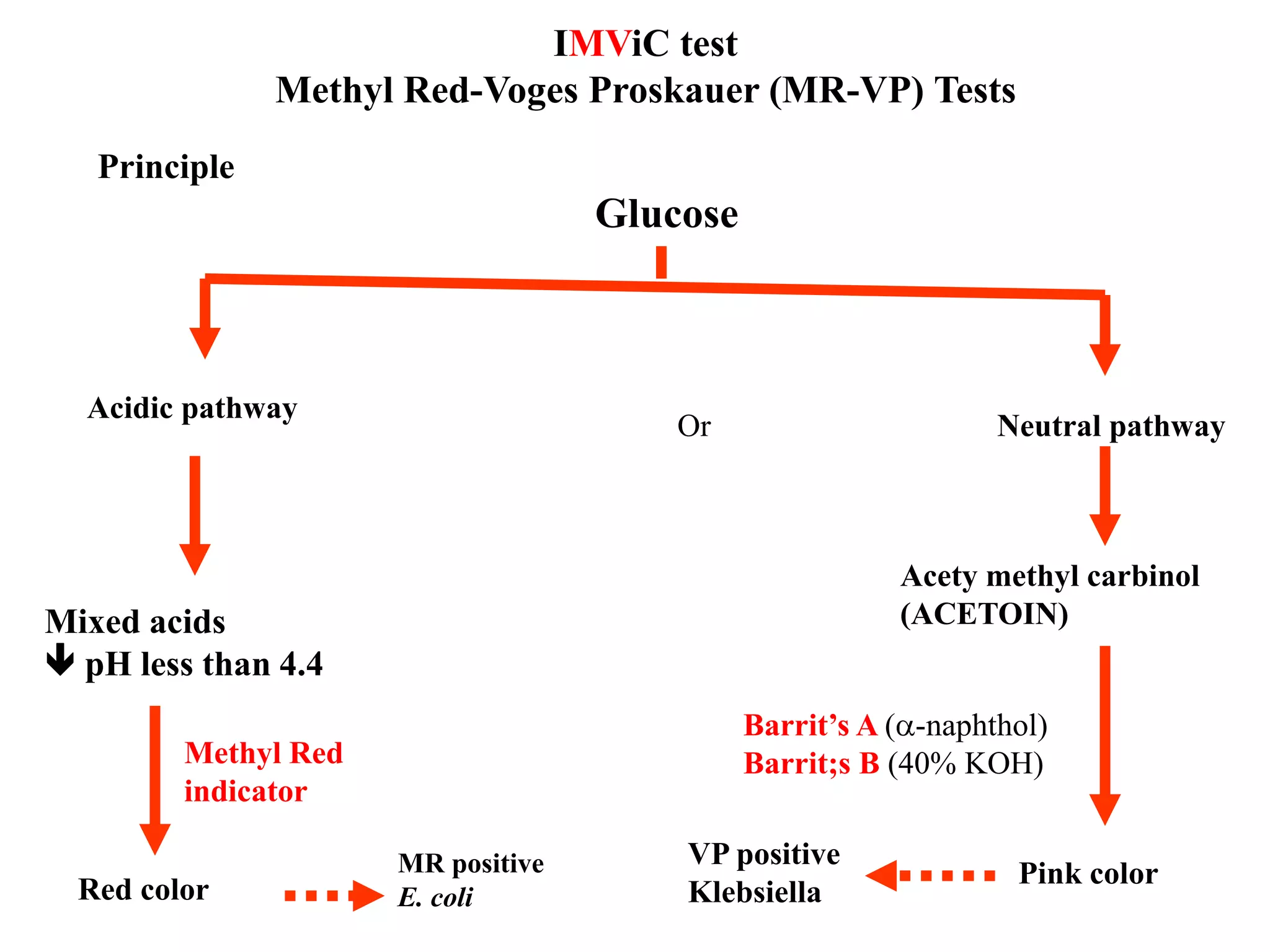 IMViC test Methyl Red-Voges Proskauer (MR-VP) Tests 
Glucose 
Acidic pathway 
Mixed acids 
 pH less than 4.4 
Methyl Red 
indicator 
Red color 
Principle 
MR positive 
E. coli 
Or 
Neutral pathway 
Acety methyl carbinol 
(ACETOIN) 
Barrit’s A (-naphthol) 
Barrit;s B (40% KOH) 
Pink color 
VP positive 
Klebsiella  