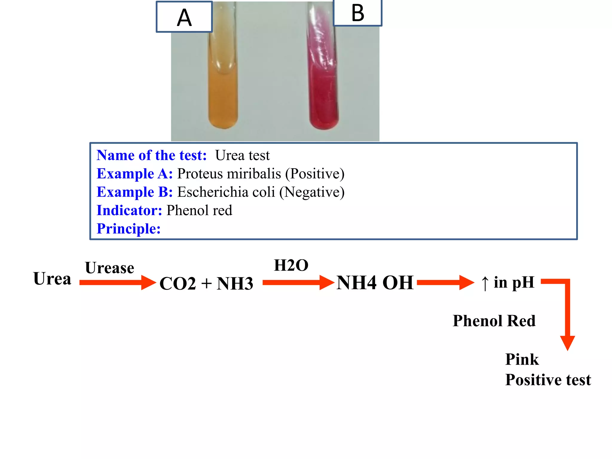 Name of the test: Urea test 
Example A: Proteus miribalis (Positive) 
Example B: Escherichia coli (Negative) 
Indicator: Phenol red 
Principle: 
A 
B 
Urea 
Urease 
CO2 + NH3 
H2O 
NH4 OH 
↑ in pH 
Phenol Red 
Pink 
Positive test  