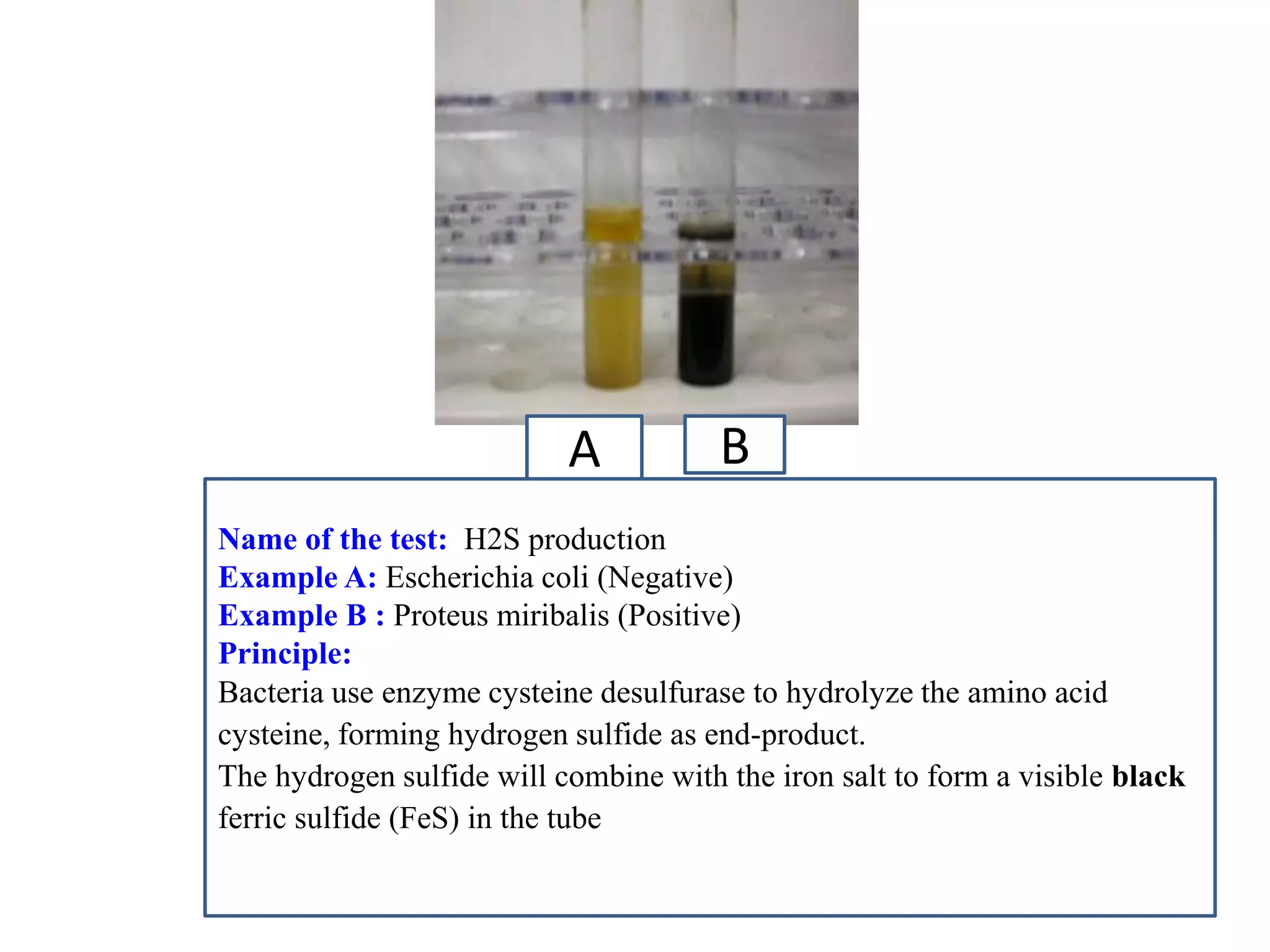 A 
B 
Name of the test: H2S production 
Example A: Escherichia coli (Negative) 
Example B : Proteus miribalis (Positive) 
Principle: 
Bacteria use enzyme cysteine desulfurase to hydrolyze the amino acid cysteine, forming hydrogen sulfide as end-product. 
The hydrogen sulfide will combine with the iron salt to form a visible black ferric sulfide (FeS) in the tube 
 