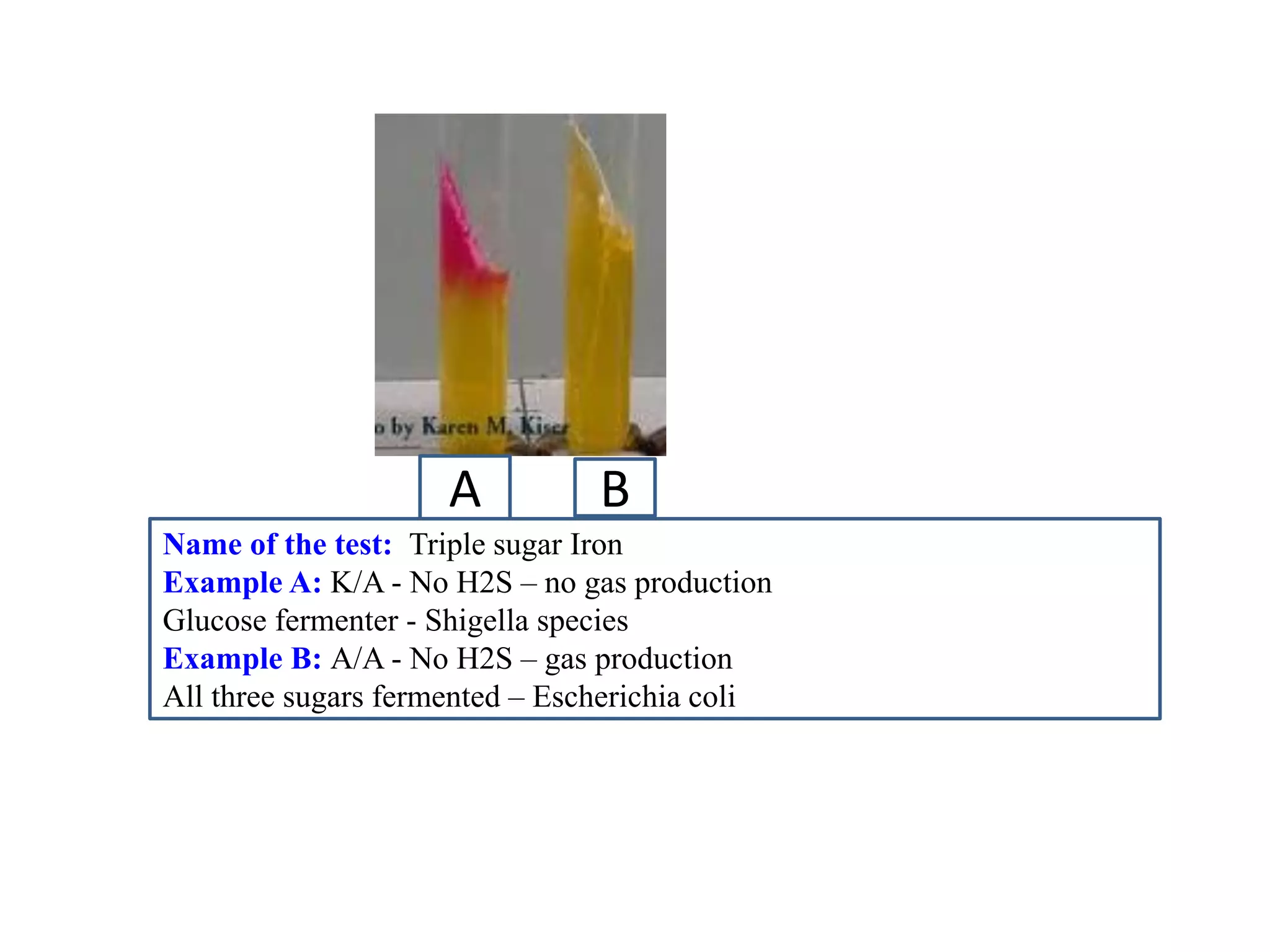 A 
B 
Name of the test: Triple sugar Iron 
Example A: K/A - No H2S – no gas production 
Glucose fermenter - Shigella species 
Example B: A/A - No H2S – gas production 
All three sugars fermented – Escherichia coli  