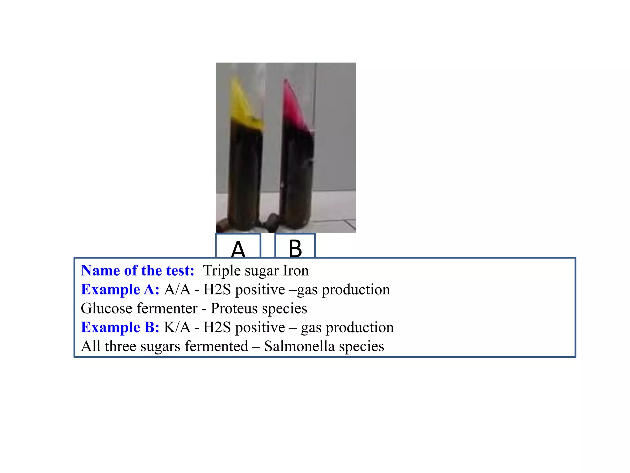 A 
B 
Name of the test: Triple sugar Iron 
Example A: A/A - H2S positive –gas production 
Glucose fermenter - Proteus species 
Example B: K/A - H2S positive – gas production 
All three sugars fermented – Salmonella species  