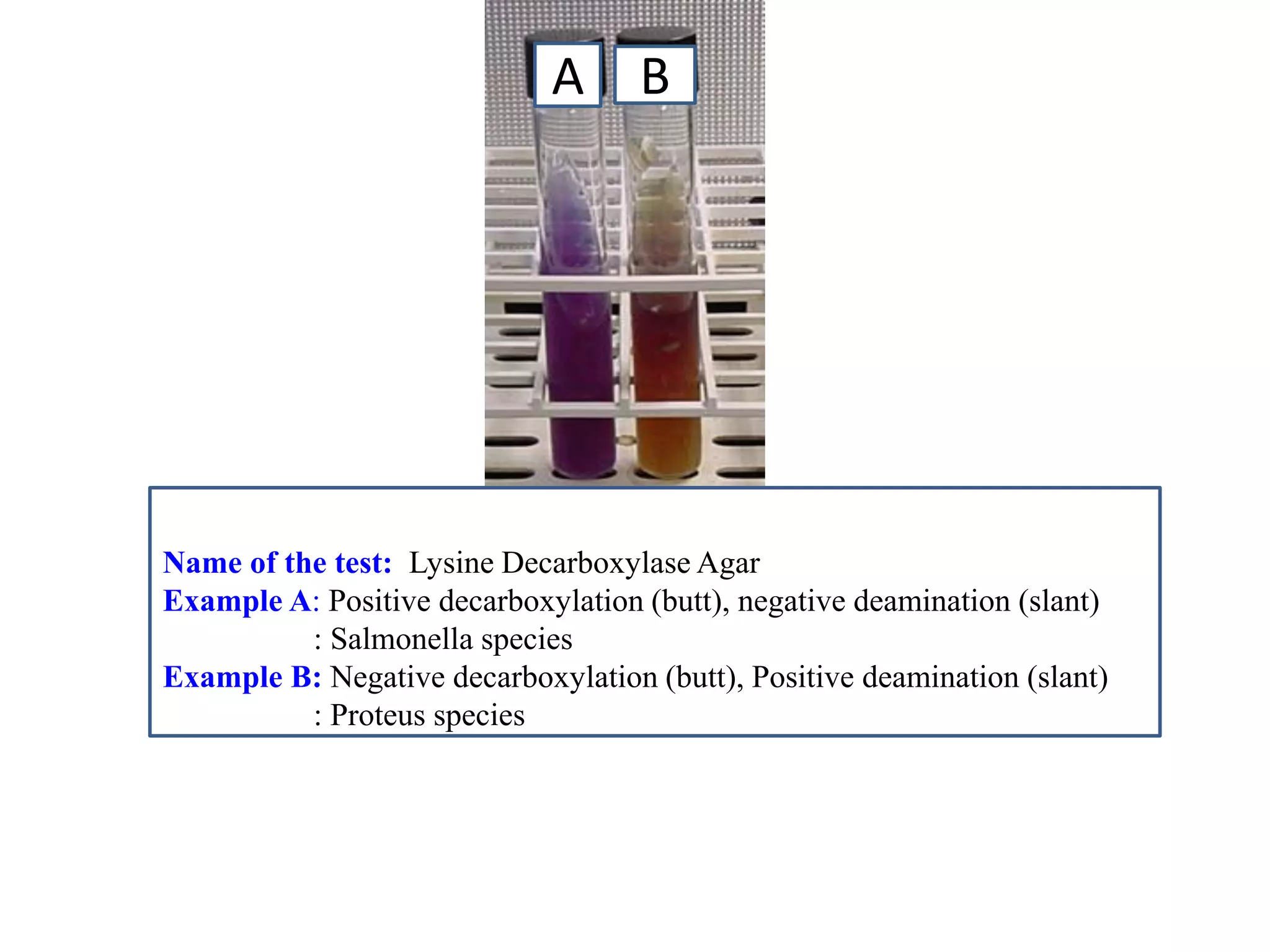 Name of the test: Lysine Decarboxylase Agar 
Example A: Positive decarboxylation (butt), negative deamination (slant) 
: Salmonella species 
Example B: Negative decarboxylation (butt), Positive deamination (slant) 
: Proteus species 
A 
B  