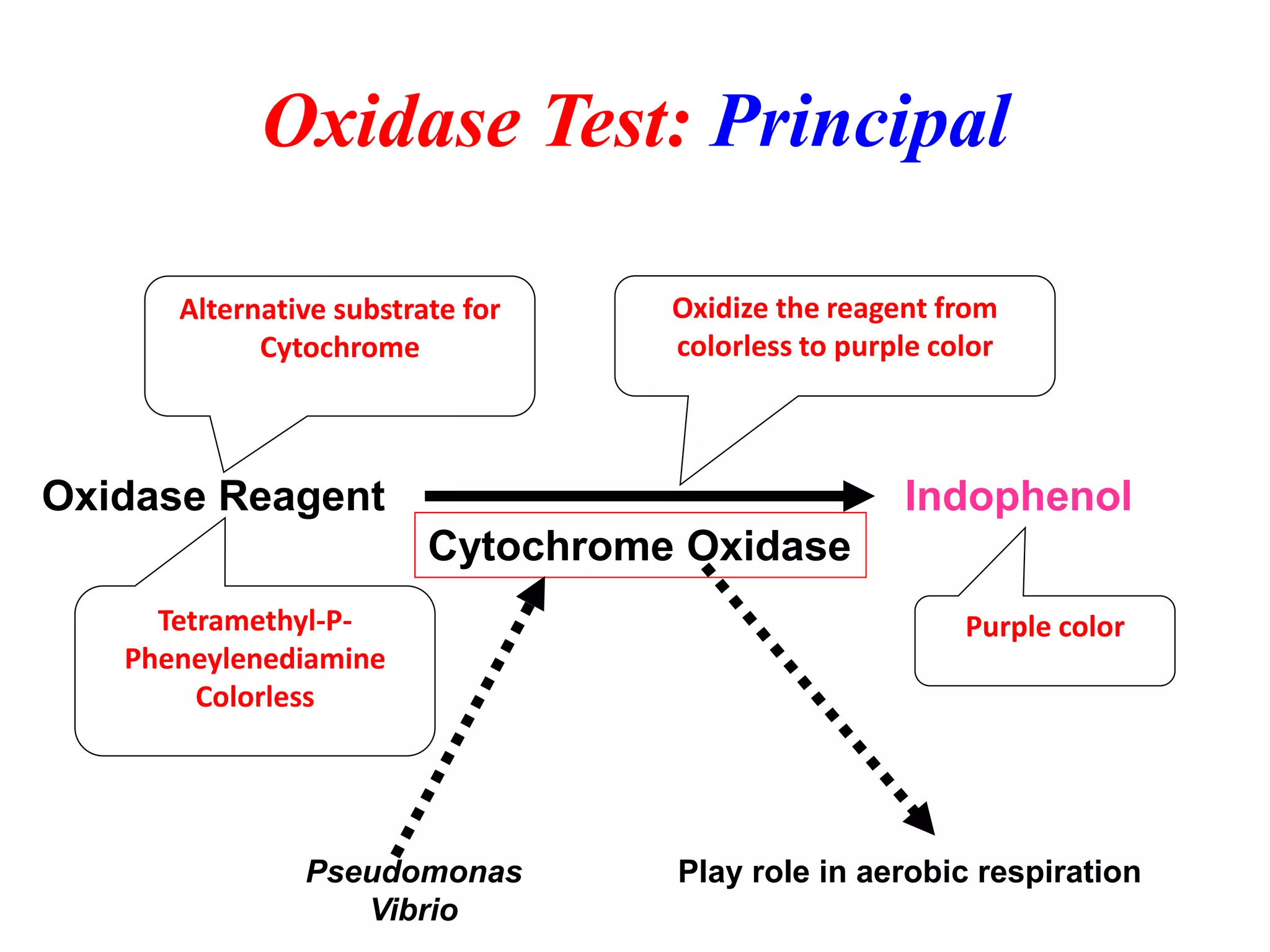 Oxidase Test: Principal 
Oxidase Reagent 
Cytochrome Oxidase 
Indophenol 
Play role in aerobic respiration 
Pseudomonas 
Vibrio 
Alternative substrate for Cytochrome 
Tetramethyl-P- Pheneylenediamine 
Colorless 
Purple color 
Oxidize the reagent from colorless to purple color  