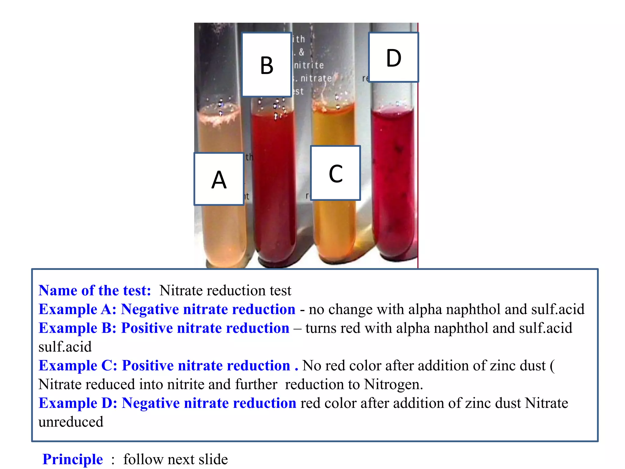 A 
B 
C 
D 
Name of the test: Nitrate reduction test 
Example A: Negative nitrate reduction - no change with alpha naphthol and sulf.acid 
Example B: Positive nitrate reduction – turns red with alpha naphthol and sulf.acid sulf.acid 
Example C: Positive nitrate reduction . No red color after addition of zinc dust ( Nitrate reduced into nitrite and further reduction to Nitrogen. 
Example D: Negative nitrate reduction red color after addition of zinc dust Nitrate unreduced 
Principle : follow next slide 
 