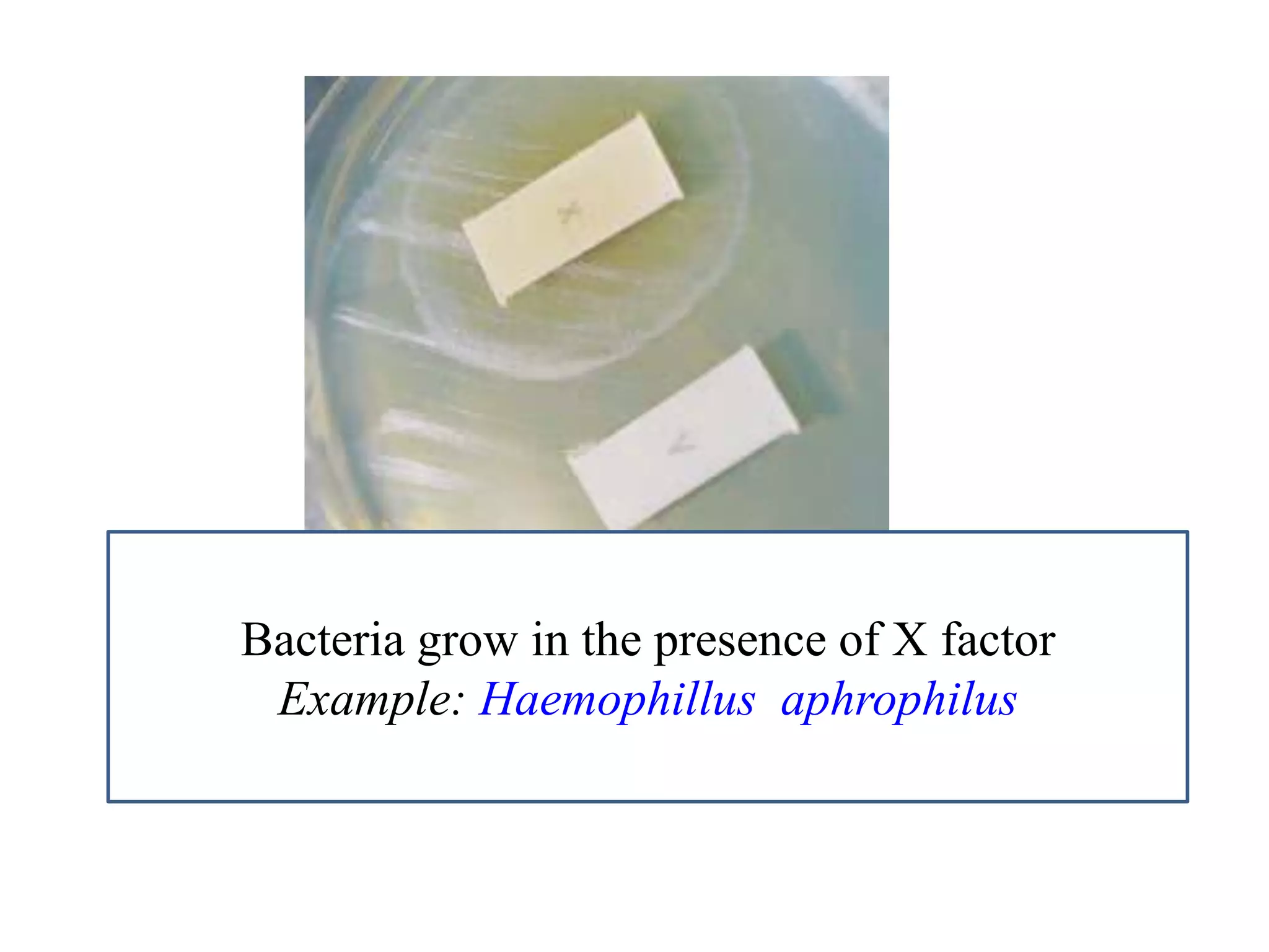 Bacteria grow in the presence of X factor 
Example: Haemophillus aphrophilus  