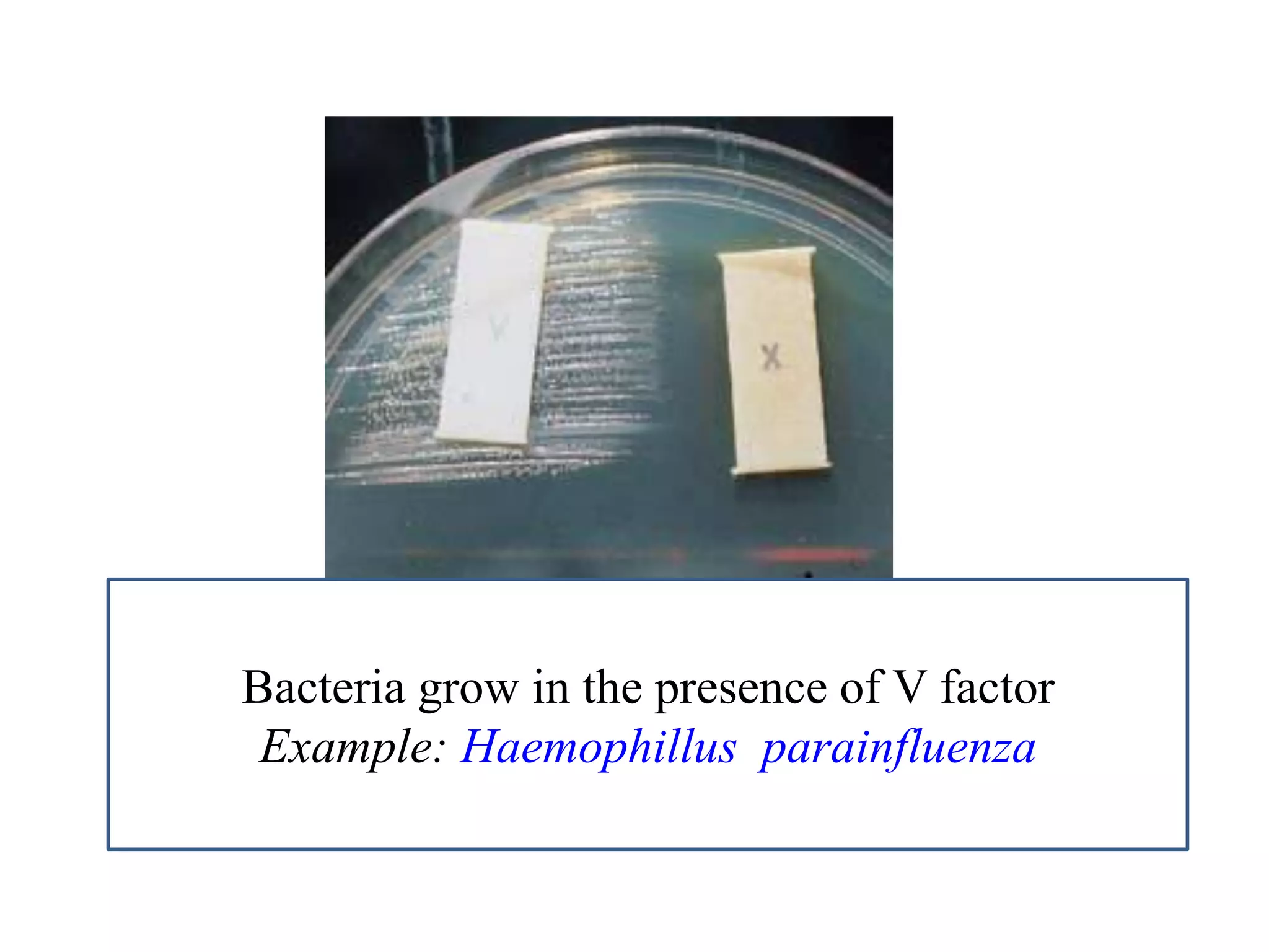 Bacteria grow in the presence of V factor 
Example: Haemophillus parainfluenza  