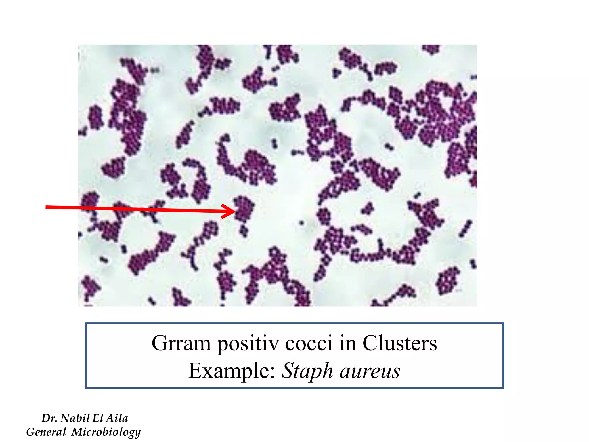 Grram positiv cocci in Clusters 
Example: Staph aureus 
Dr. Nabil El Aila 
General Microbiology  
