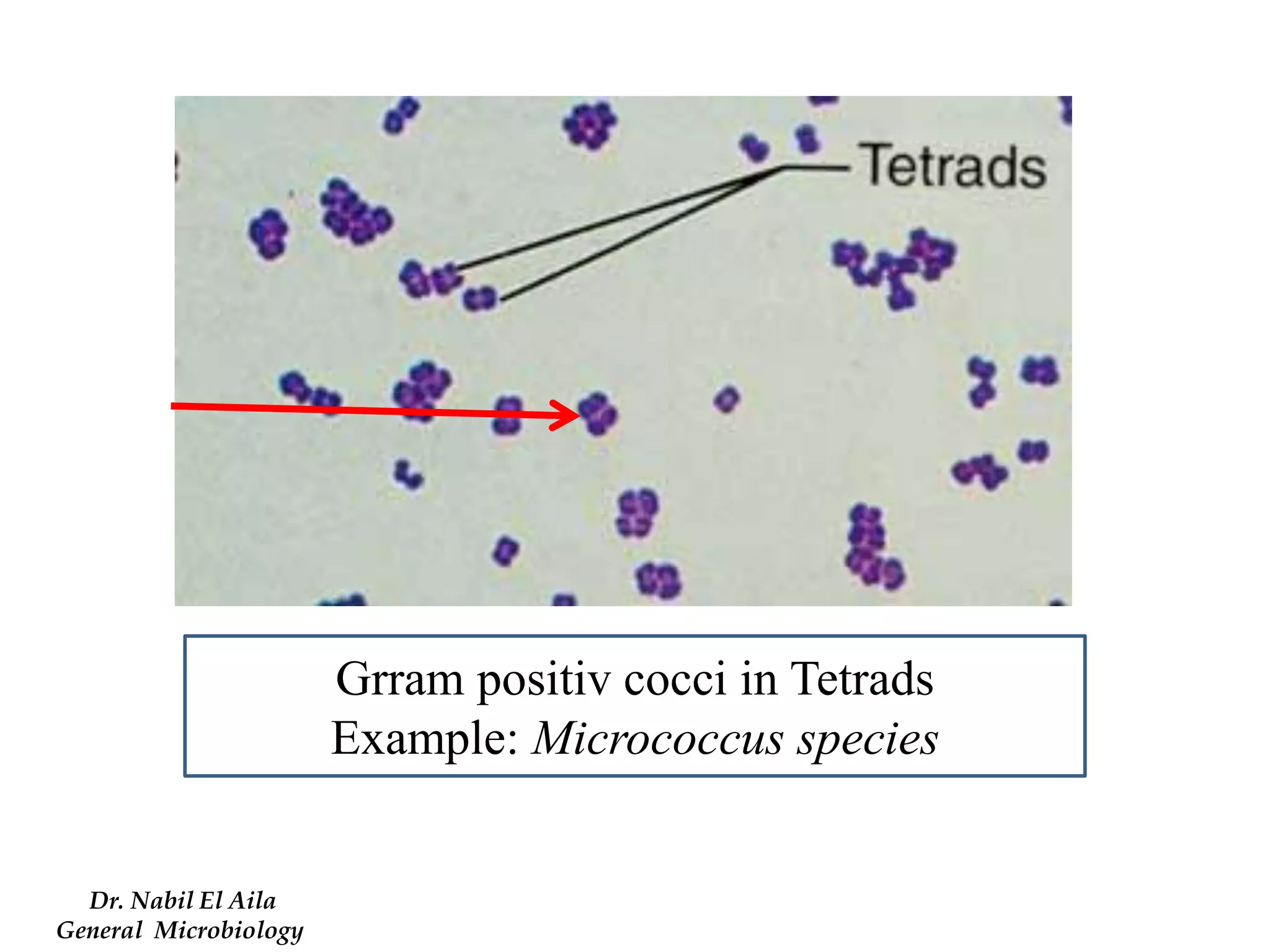 Grram positiv cocci in Tetrads 
Example: Micrococcus species 
Dr. Nabil El Aila 
General Microbiology  