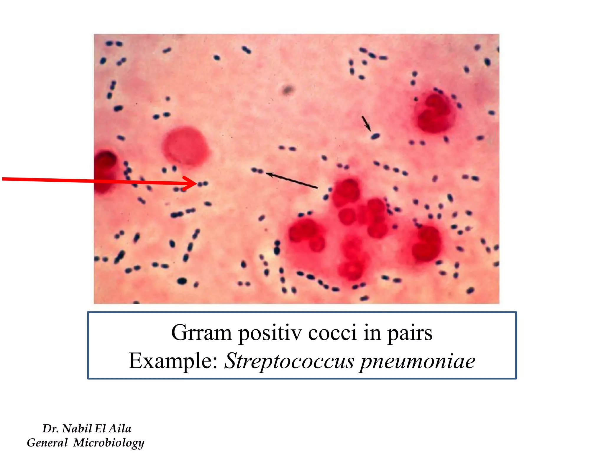 Grram positiv cocci in pairs 
Example: Streptococcus pneumoniae 
Dr. Nabil El Aila 
General Microbiology  