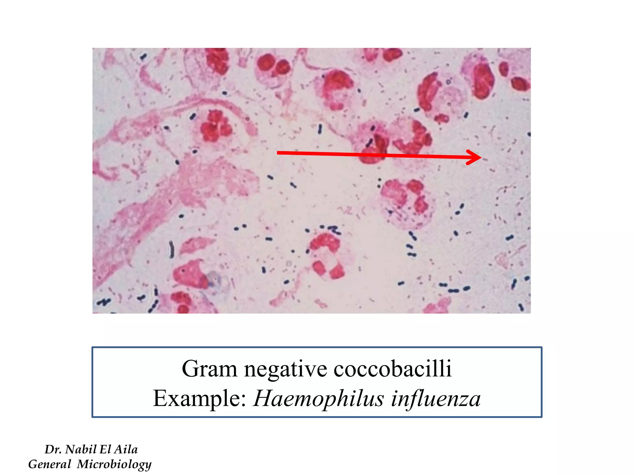 Gram negative coccobacilli 
Example: Haemophilus influenza 
Dr. Nabil El Aila 
General Microbiology  