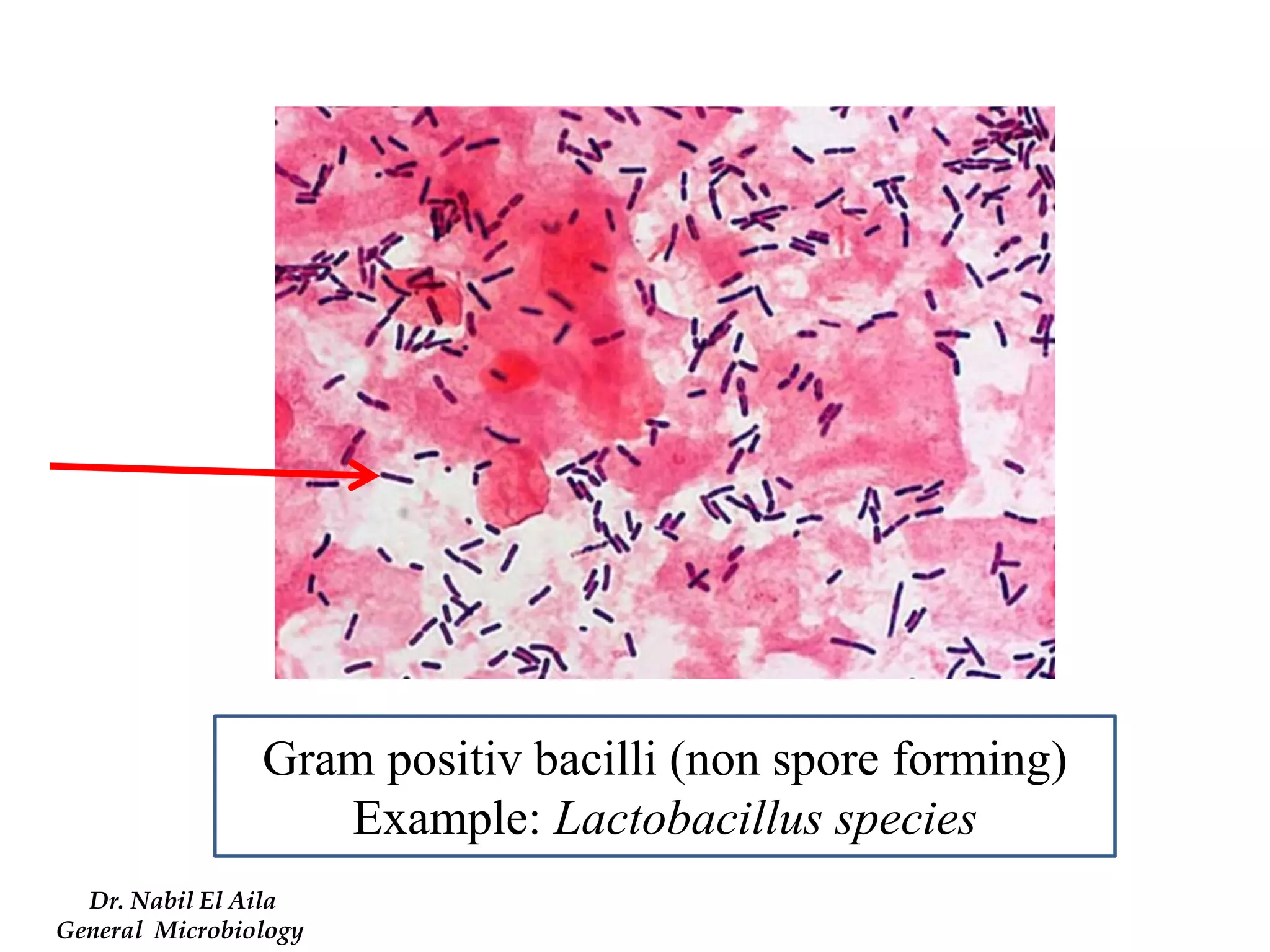 Gram positiv bacilli (non spore forming) 
Example: Lactobacillus species 
Dr. Nabil El Aila 
General Microbiology  