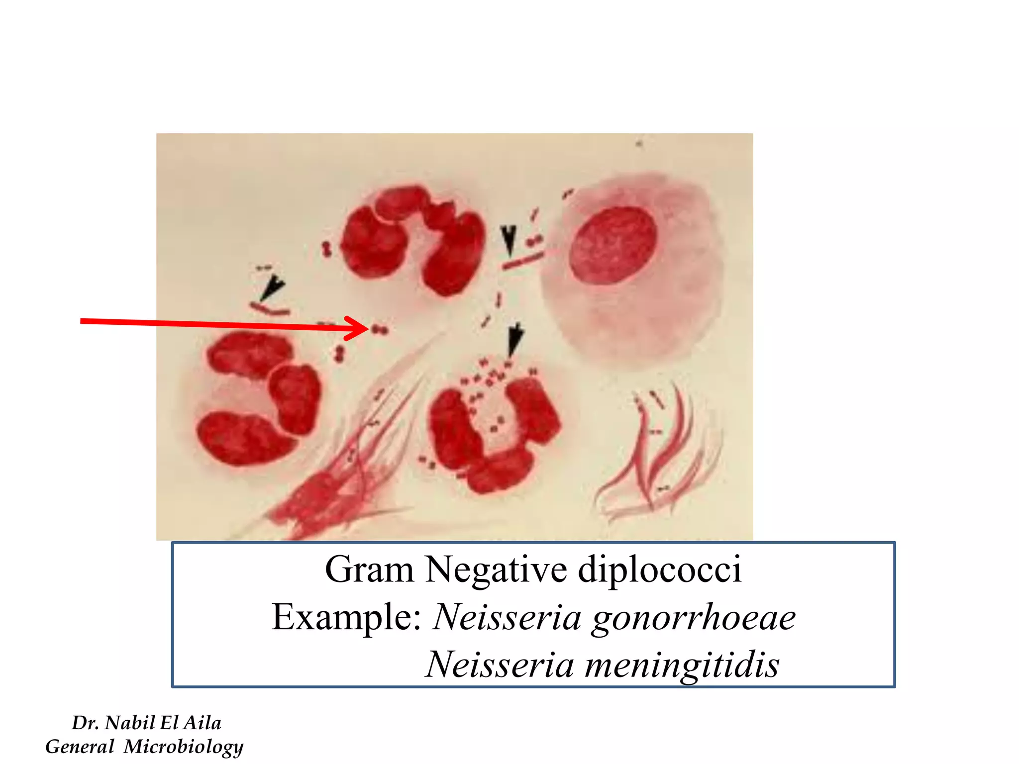 Gram Negative diplococci 
Example: Neisseria gonorrhoeae 
Neisseria meningitidis 
Dr. Nabil El Aila 
General Microbiology  