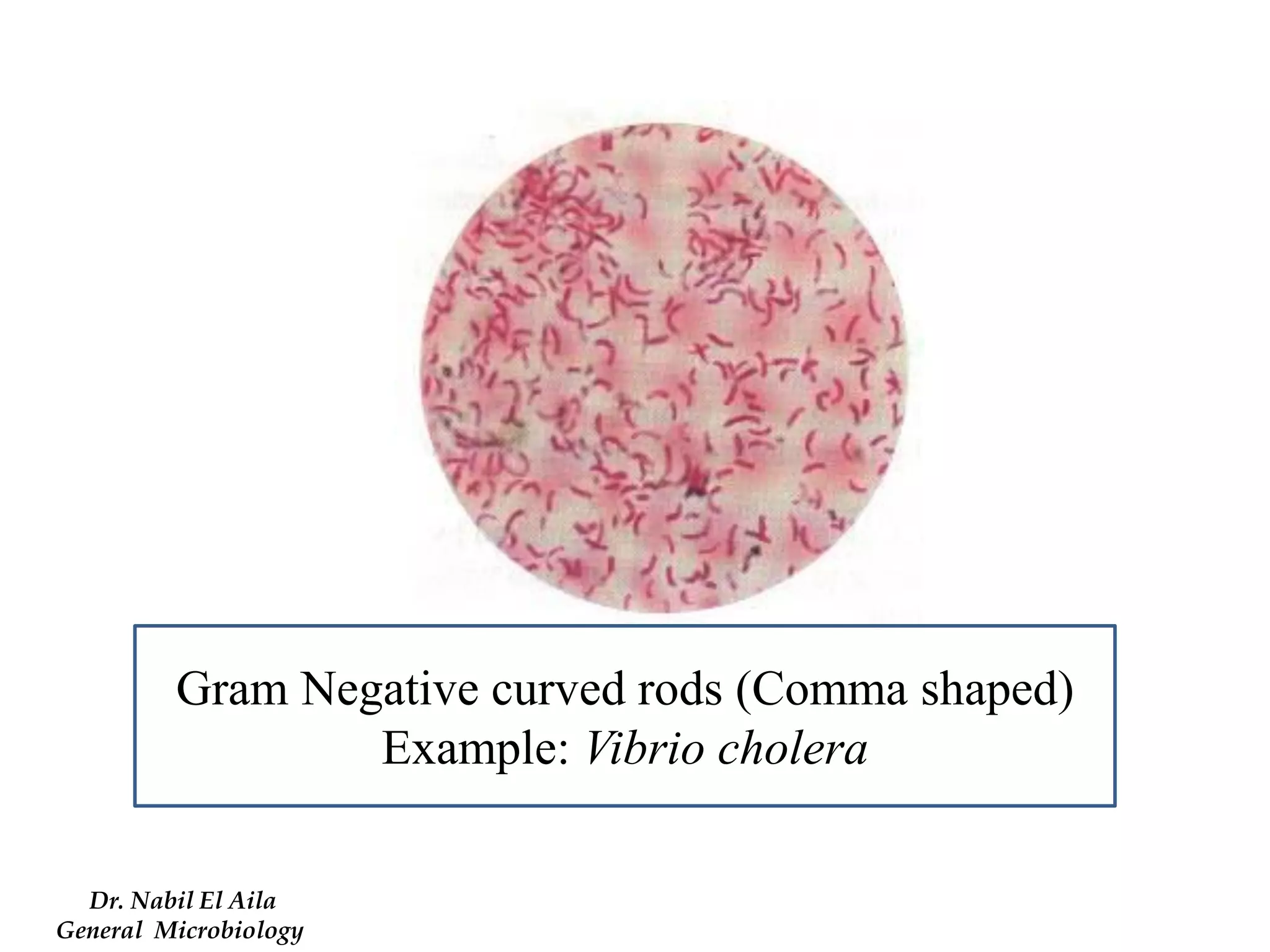 Gram Negative curved rods (Comma shaped) 
Example: Vibrio cholera 
Dr. Nabil El Aila 
General Microbiology  