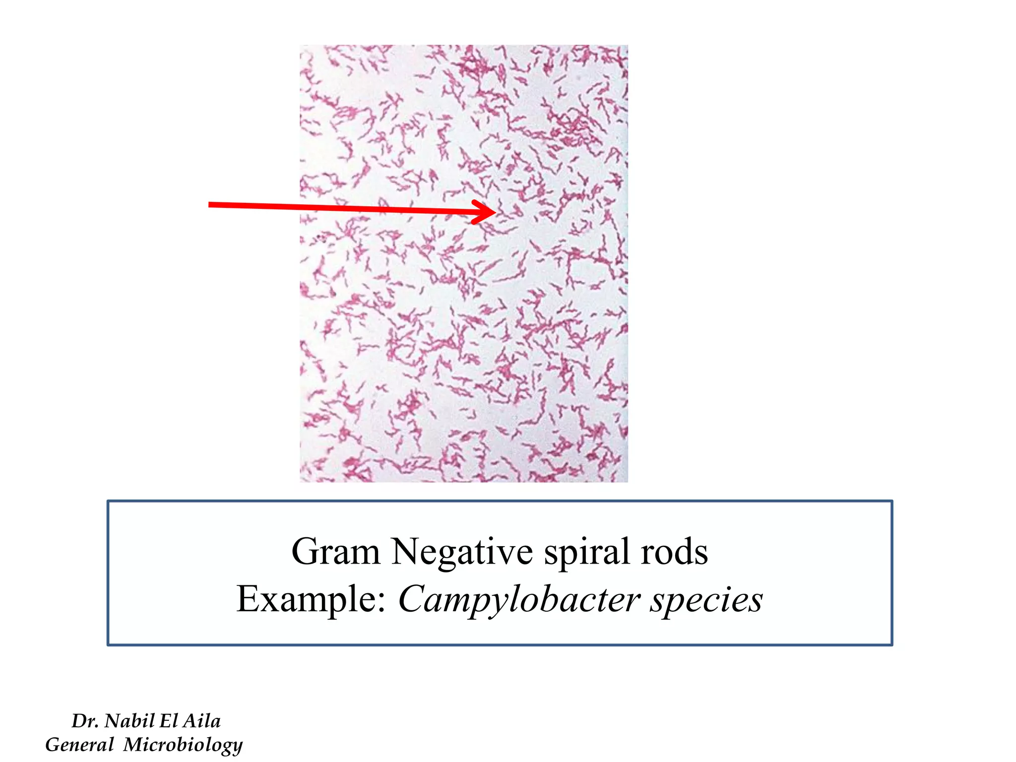 Gram Negative spiral rods 
Example: Campylobacter species 
Dr. Nabil El Aila 
General Microbiology  