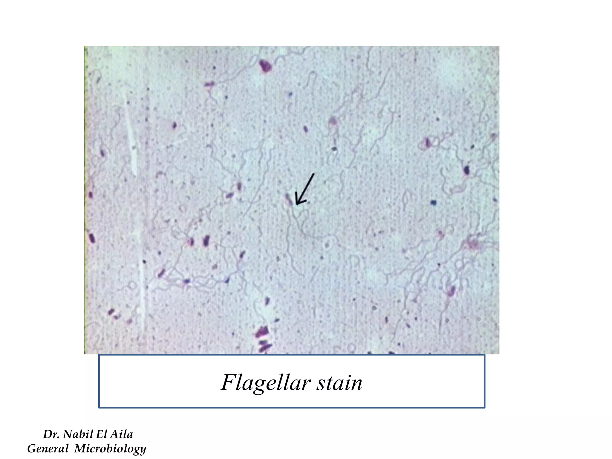 Dr. Nabil El Aila 
General Microbiology 
Flagellar stain 