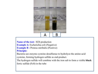 A 
B 
Name of the test: H2S production 
Example A: Escherichia coli (Negative) 
Example B : Proteus miribalis (Positive) 
Principle: 
Bacteria use enzyme cysteine desulfurase to hydrolyze the amino acid cysteine, forming hydrogen sulfide as end-product. 
The hydrogen sulfide will combine with the iron salt to form a visible black ferric sulfide (FeS) in the tube 
 