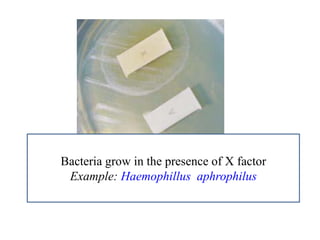 Bacteria grow in the presence of X factor 
Example: Haemophillus aphrophilus  