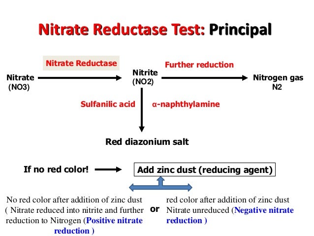 slides examبكتريا عملي nitrate conversion chart